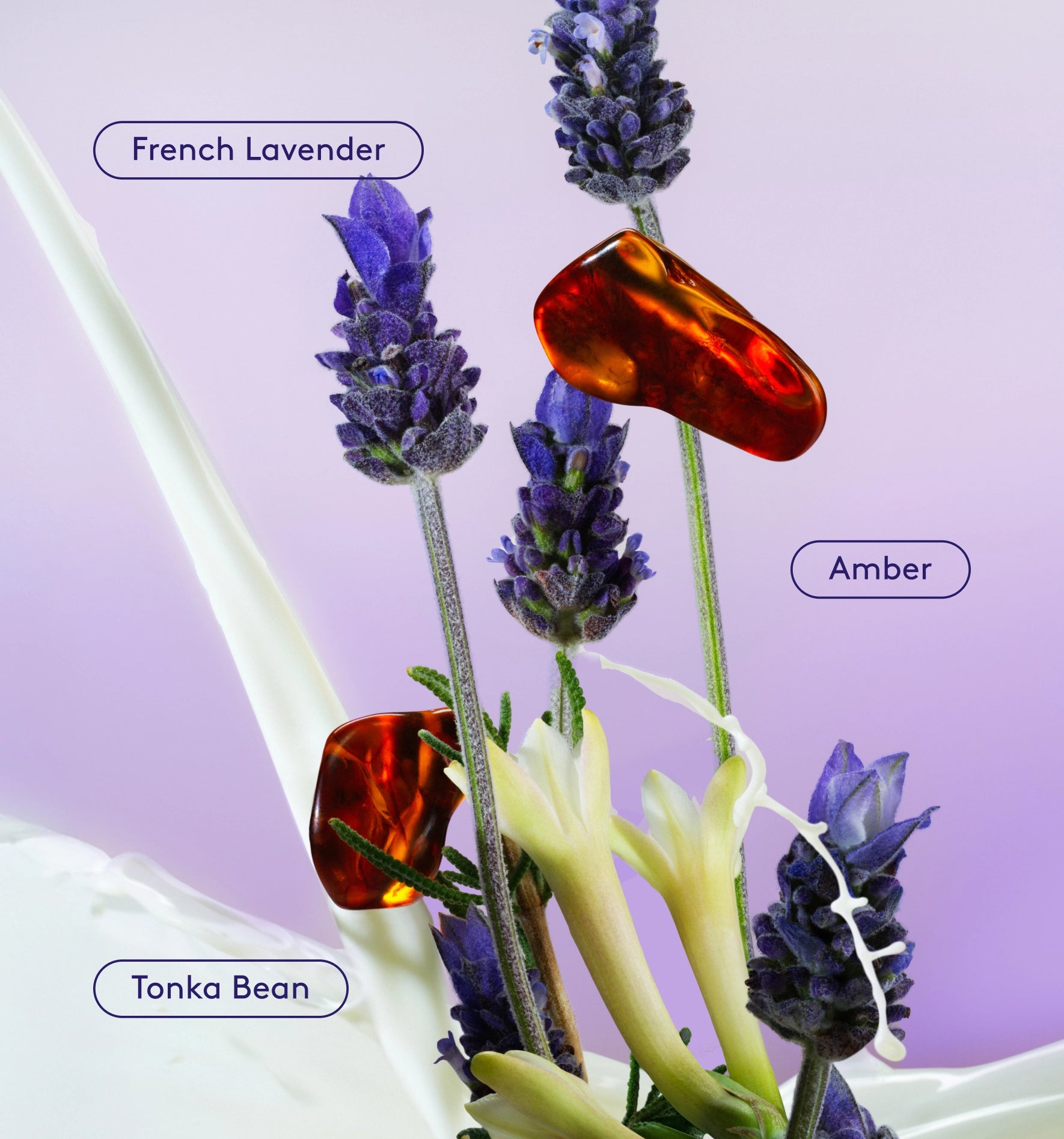 #scent_lavender latte